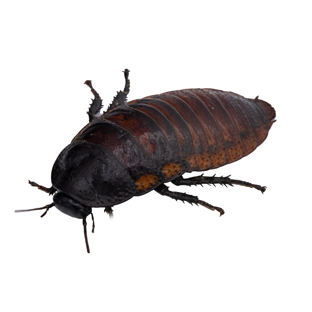 Cucaracha gigante de Madagascar (Gromphadorrhina portentosa)