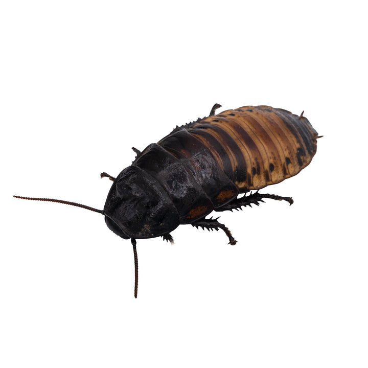 Cucaracha gigante de Madagascar (Gromphadorrhina portentosa)