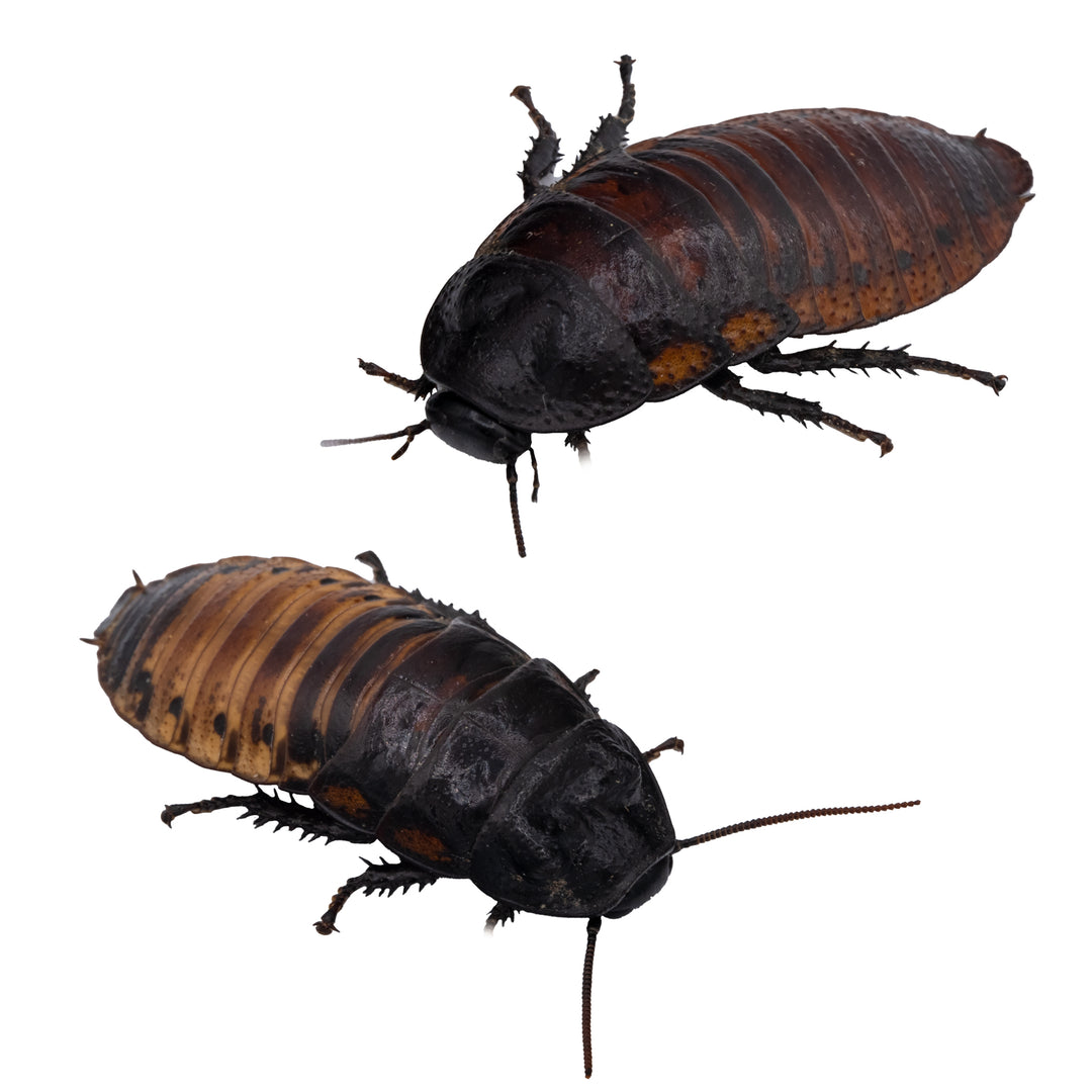 Cucaracha gigante de Madagascar (Gromphadorrhina portentosa)