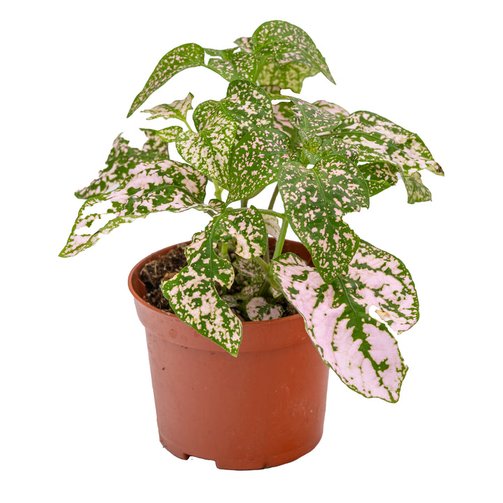Hypoestes phyllostachya