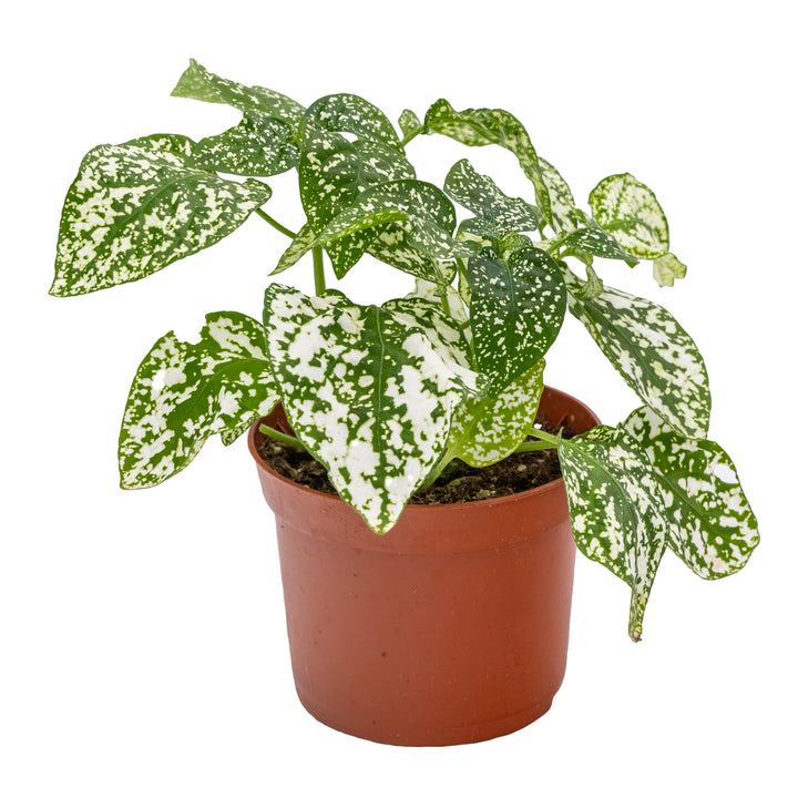 Hypoestes phyllostachya