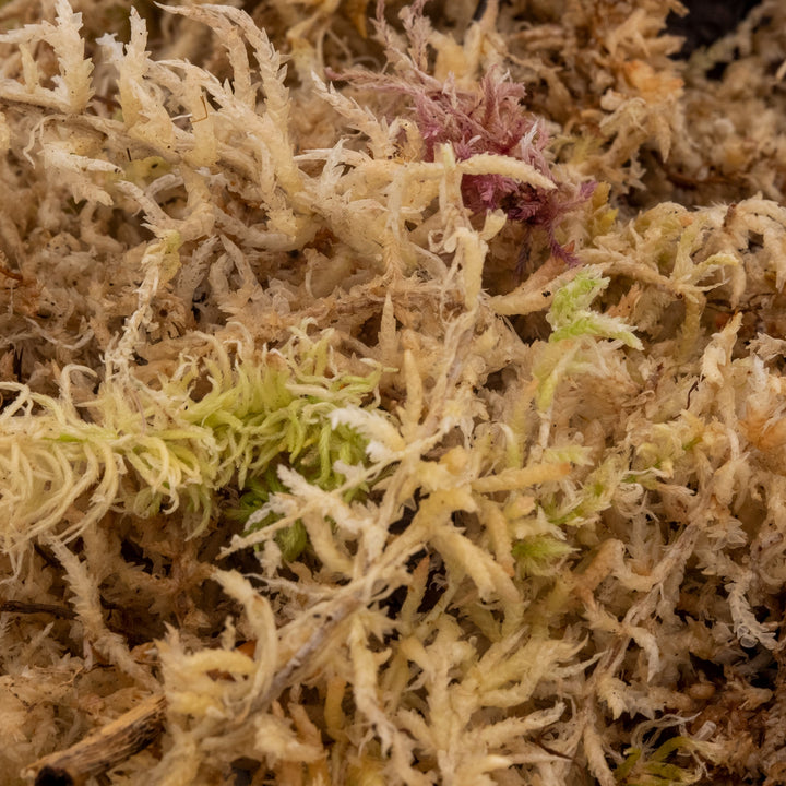 Musgo vivo Sphagnum Natural