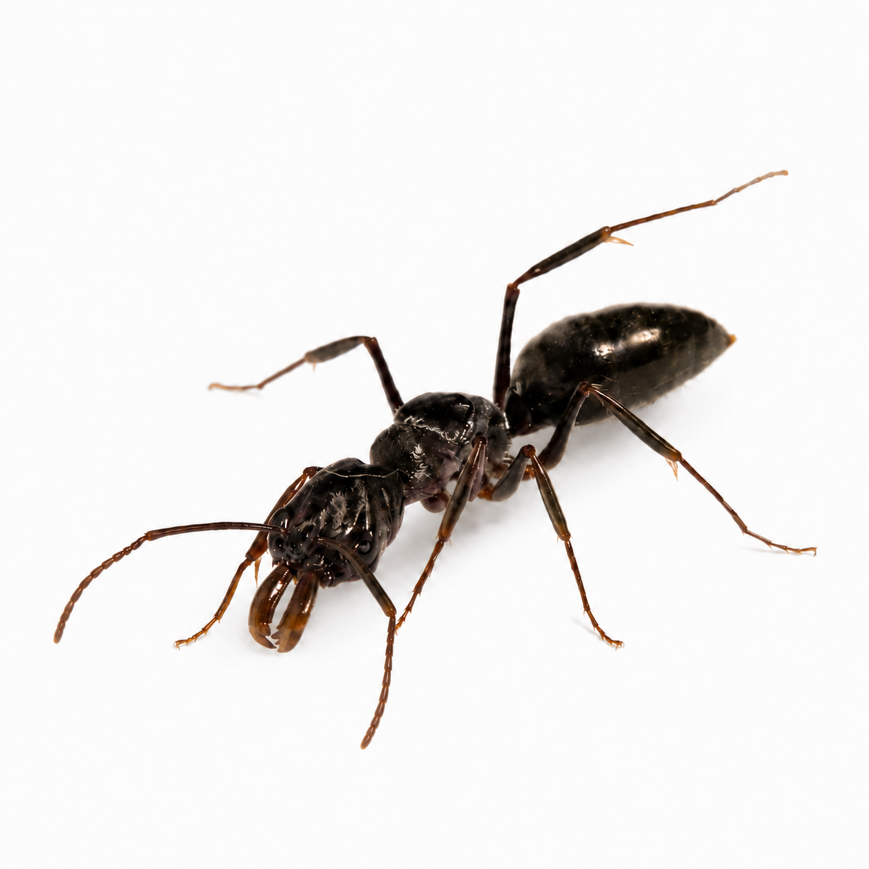 Odontomachus bauri