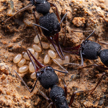 Harpegnathos venator