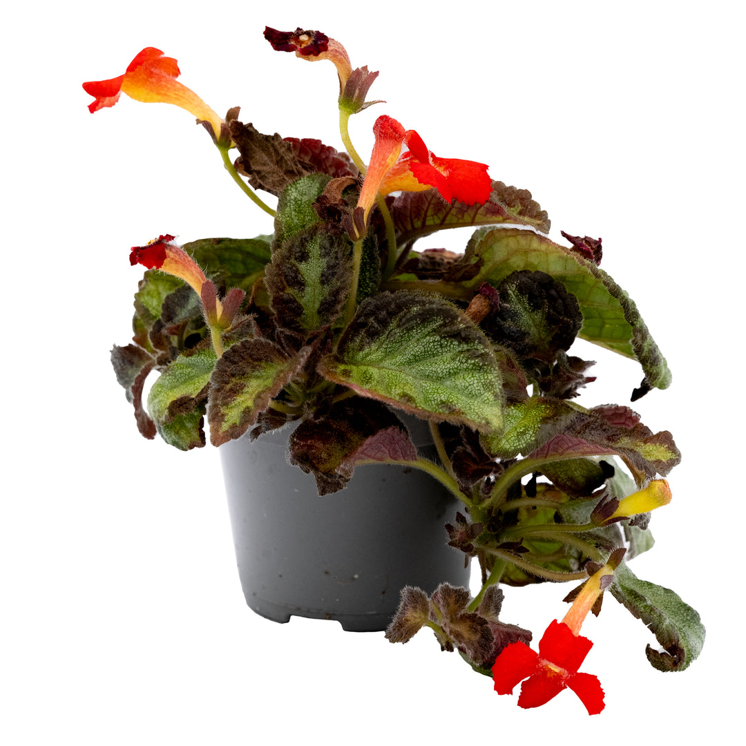 Episcia Green
