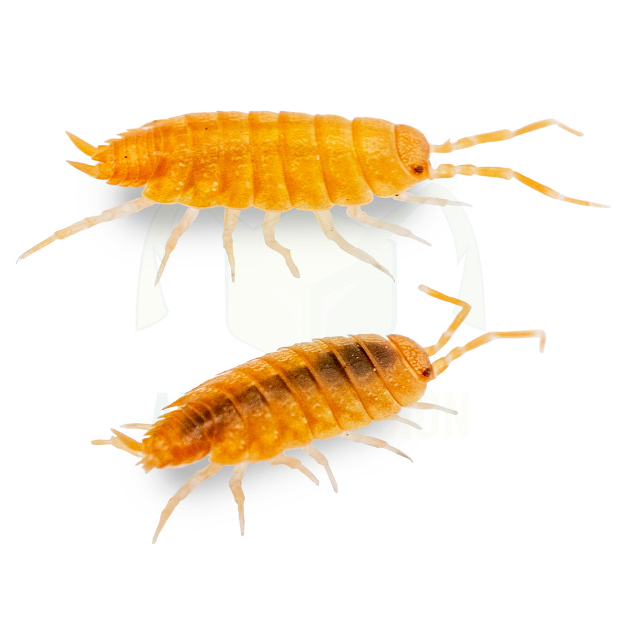 Isópodos Porcellionides: activos y perfectos para bioactivos | Ant ...