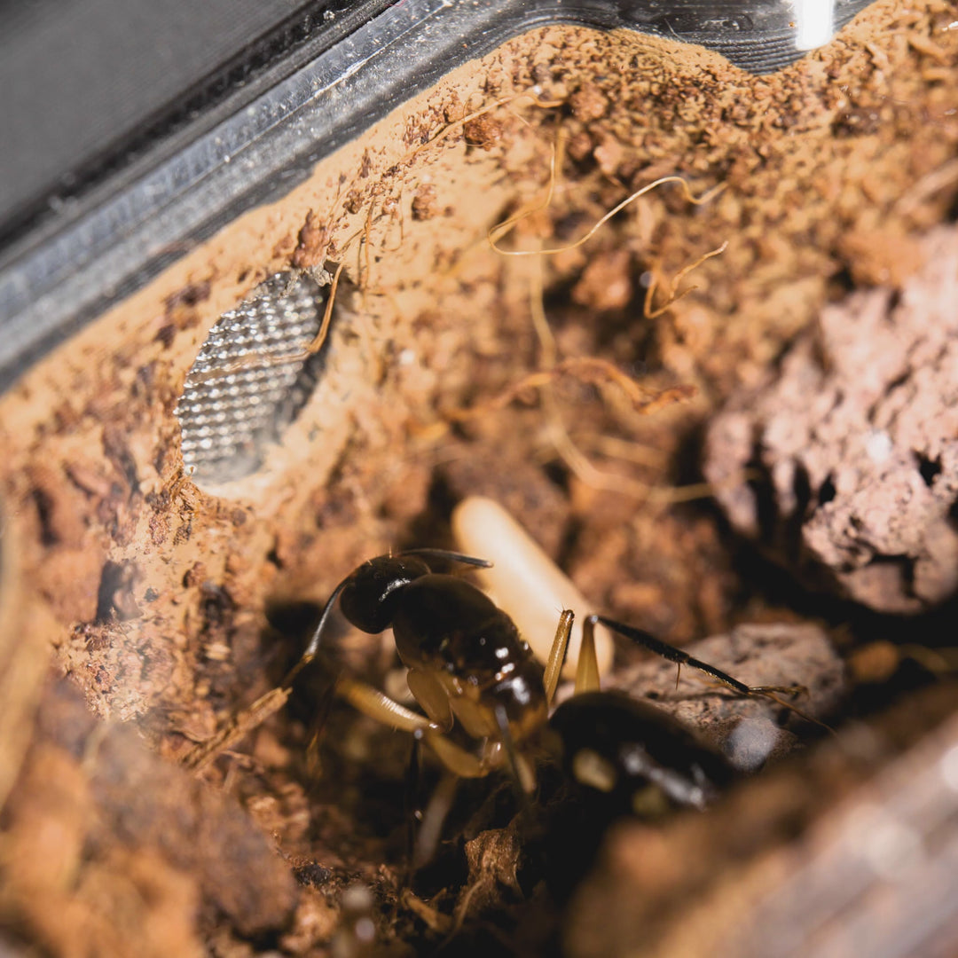 Camponotus maculatus