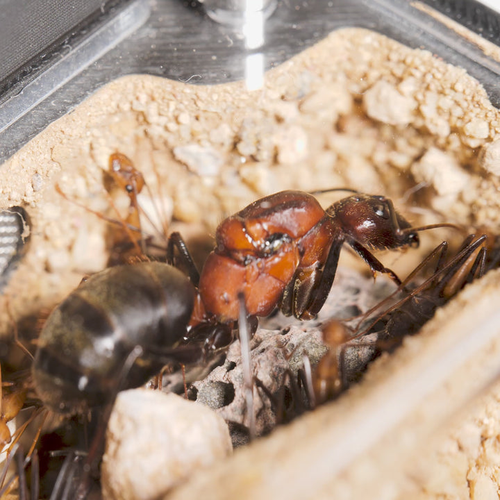 Camponotus angusticollis
