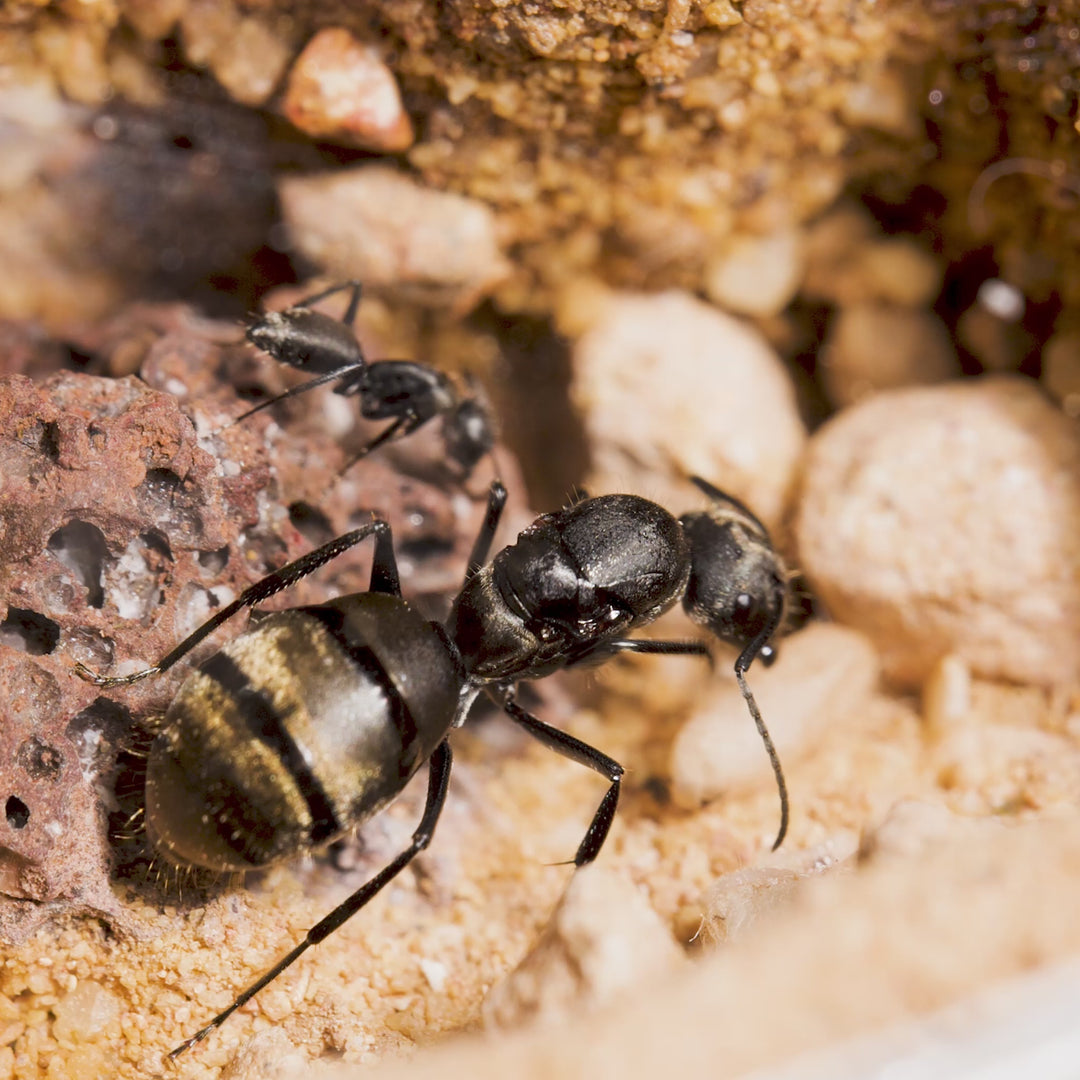 Camponotus chilensis
