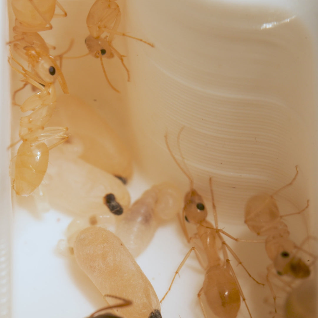 Camponotus fedtschenkoi