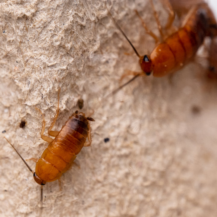 Läuferschabe (Shelfordella lateralis)