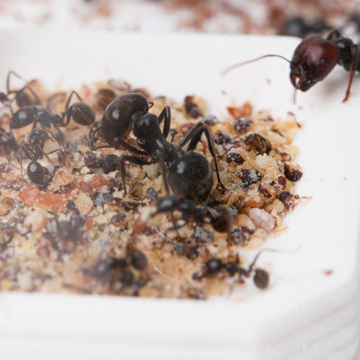 Super nourriture pour fourmis granivores