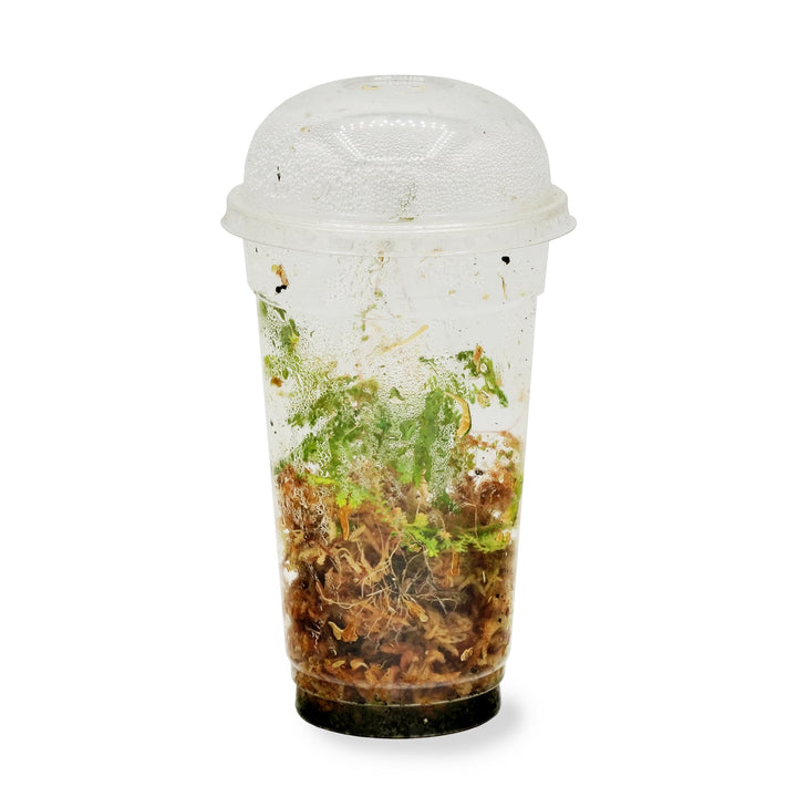 630 ml RPET-Kunststoffbecher mit gewölbtem Deckel – Ideal für den Drosophila-Anbau, die Insektenzucht und das Wurzeln tropischer Pflanzen