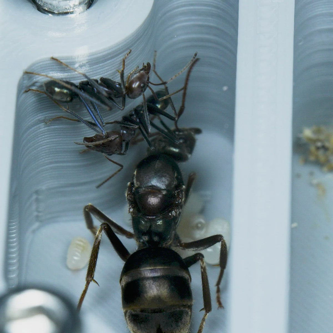 Hormiguero Rimsunta para granja de hormigas para adultos Estudio